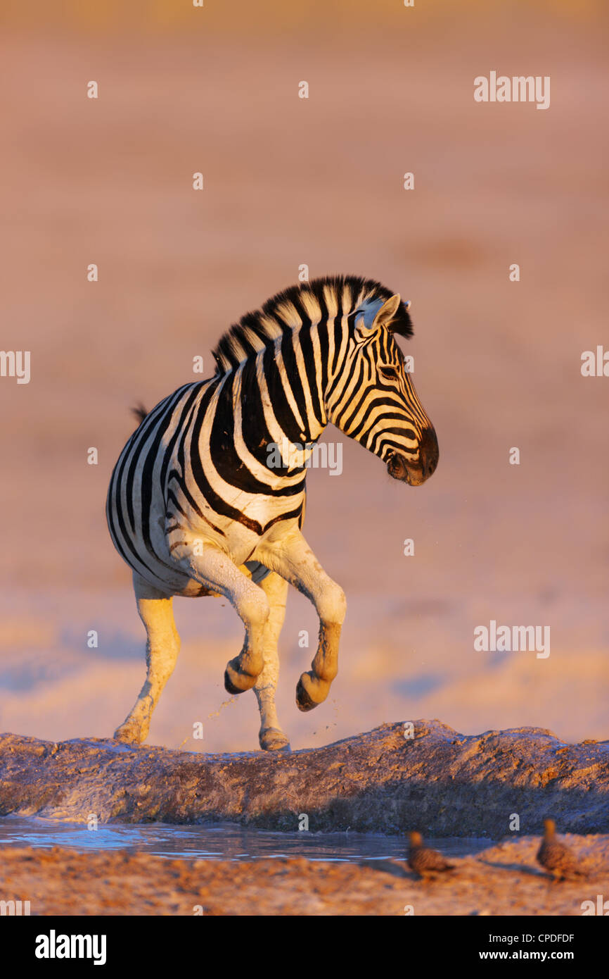 Zebra jumping out of waterhole; Etosha; Equus burchell's Stock Photo