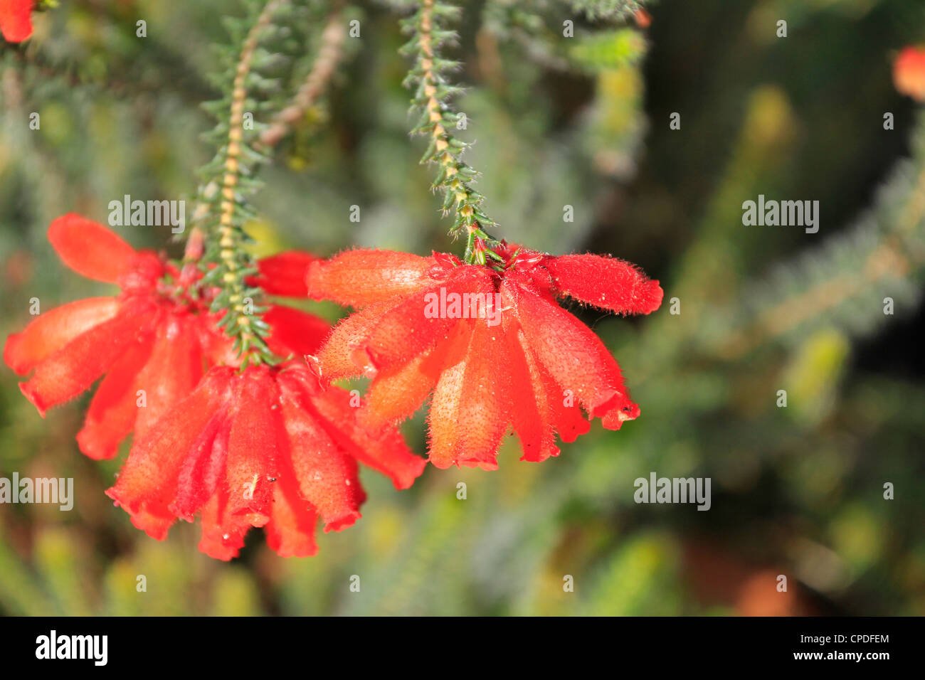 Red Erica cerinthoides flower, also known as Red Hairy Heath and Rooihaartjie. Stock Photo