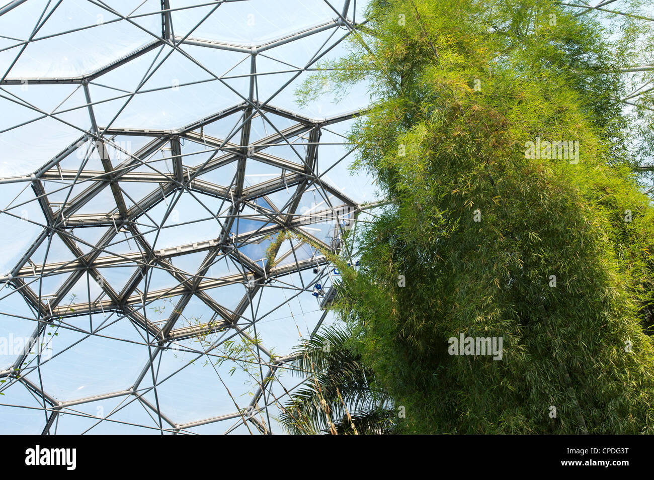 Gigantocholoa. Giant clumping bamboo in the Biomes at Eden Project, Cornwall,  England Stock Photo