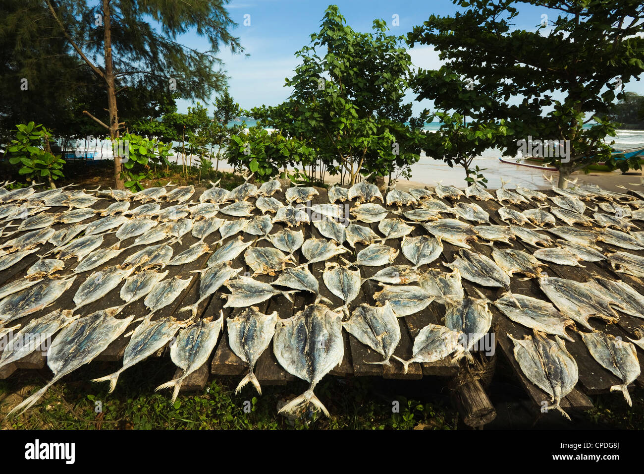 Sun Dried Fish Stock Photos & Sun Dried Fish Stock Images Alamy