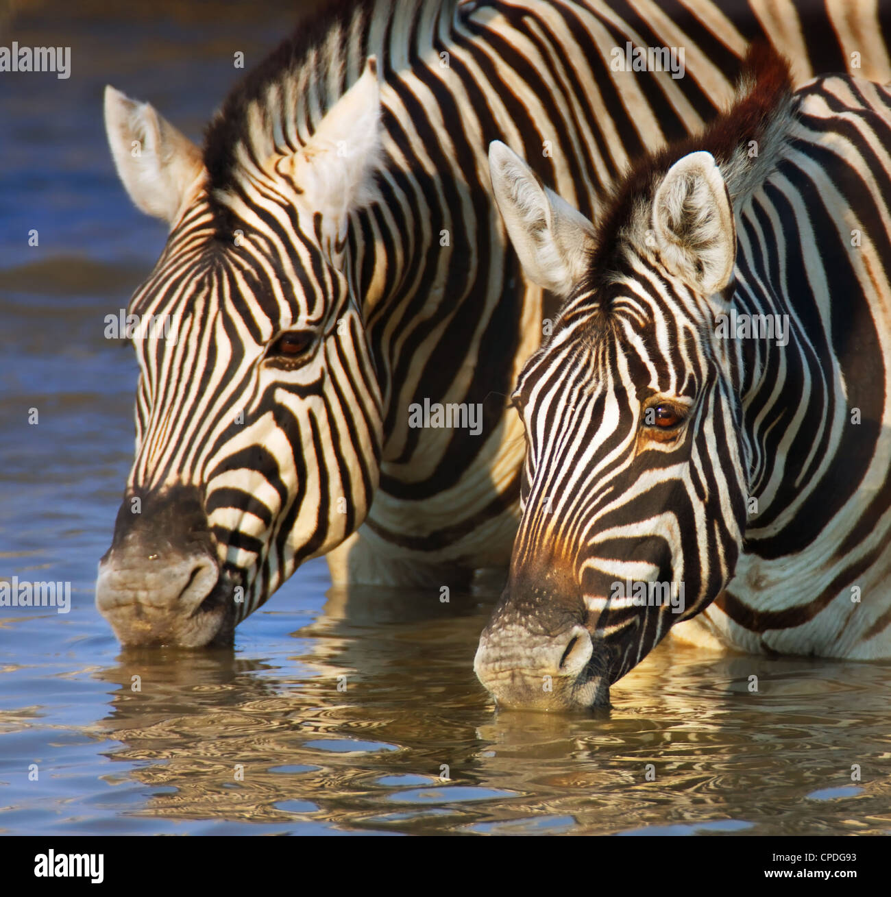 Close-up of two zebras drinking water; Etosha Stock Photo
