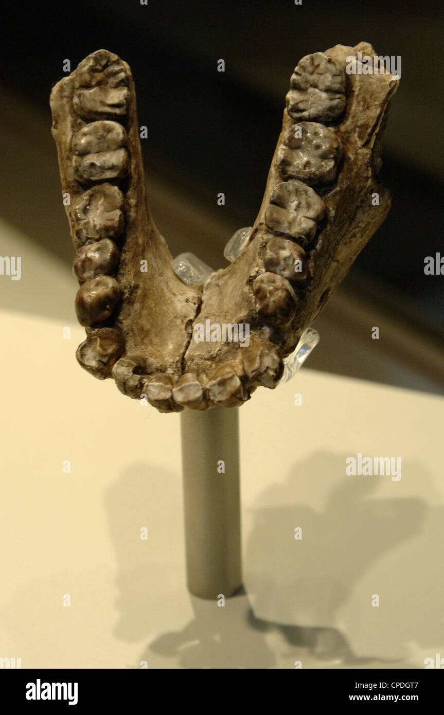 Australopithecus anamensis skull jaw hi-res stock photography and ...