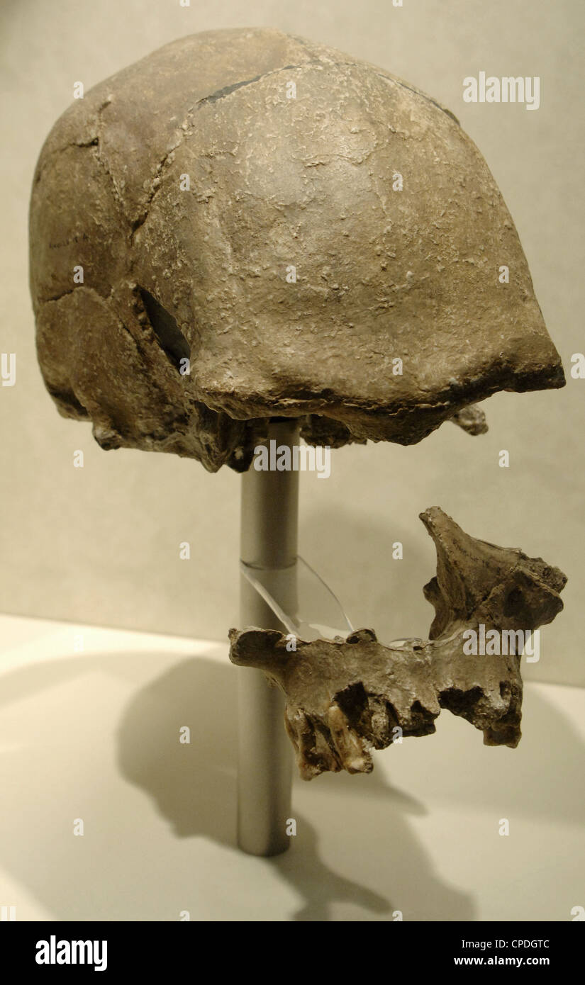 Skull probably from Homo sapiens. From Laetoli. Tanzania. Natural History Museum. London. United Kingdom. Stock Photo