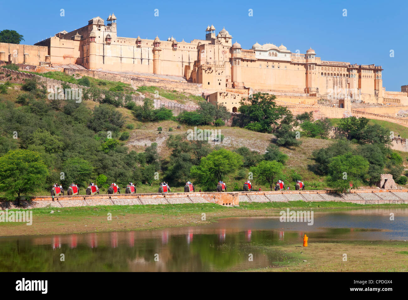 Elephants taking tourists to the Amber Fort near Jaipur, Rajasthan, India, Asia Stock Photo