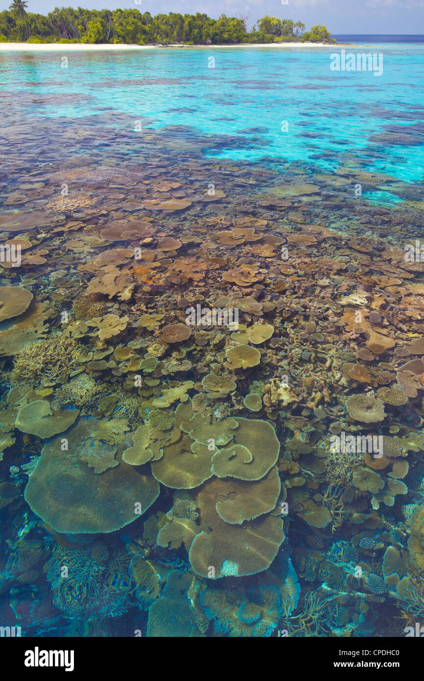 Coral plates, lagoon and tropical island, Maldives, Indian Ocean, Asia Stock Photo