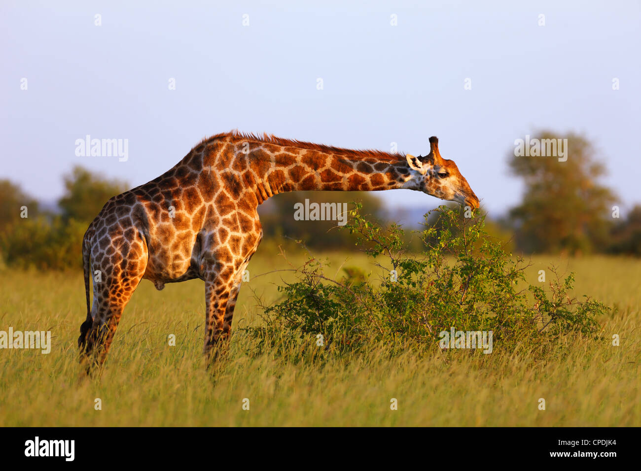 Giraffe grazing green leaves in the wild ; Giraffa Camelopardalis Stock Photo