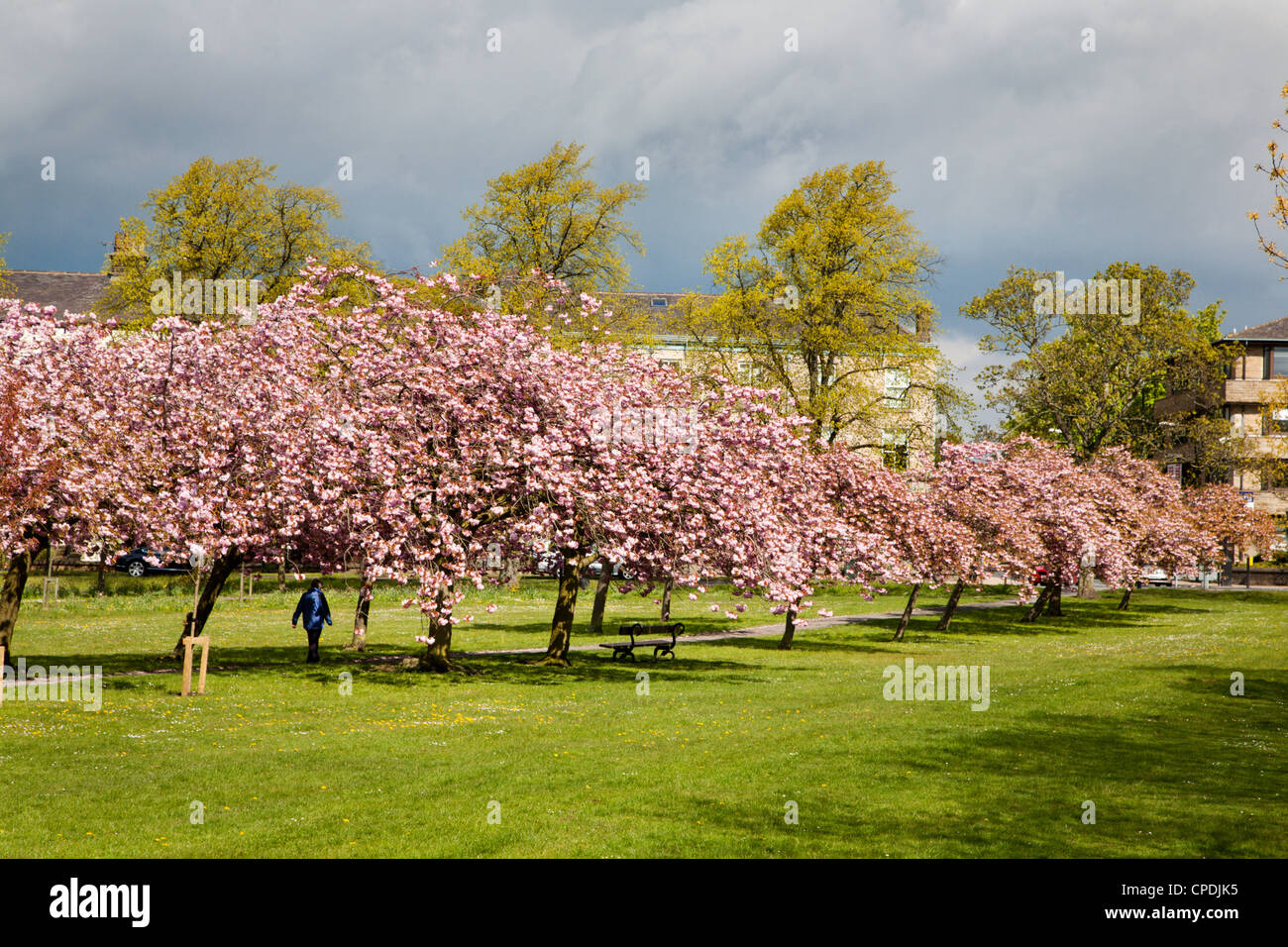 Cherry Blossom on The Stray in Spring Harrogate North Yorkshire England