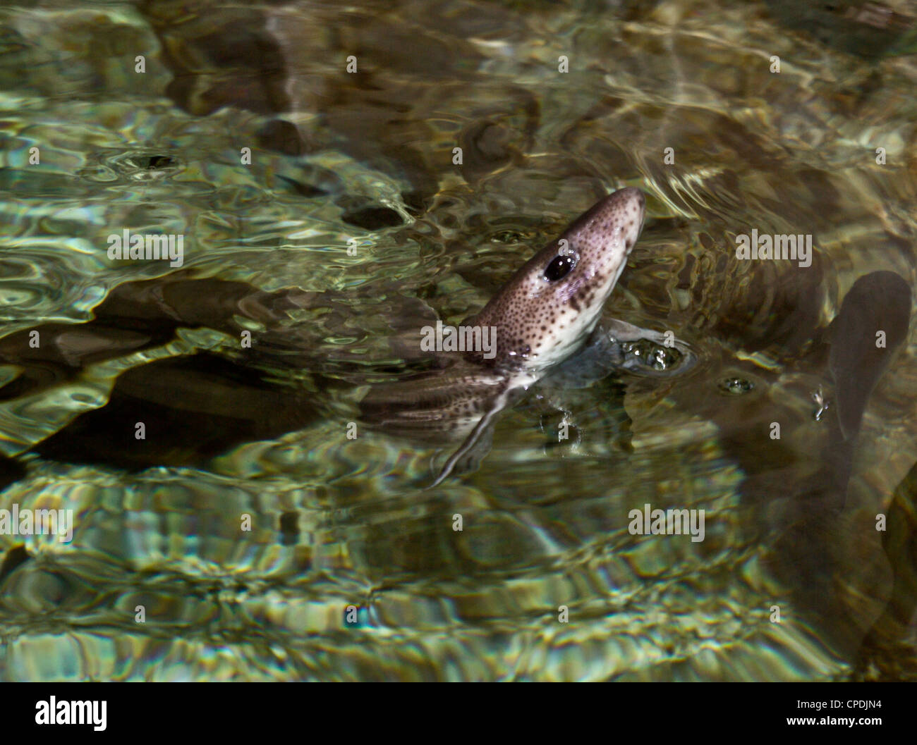 small spotted catshark Stock Photo
