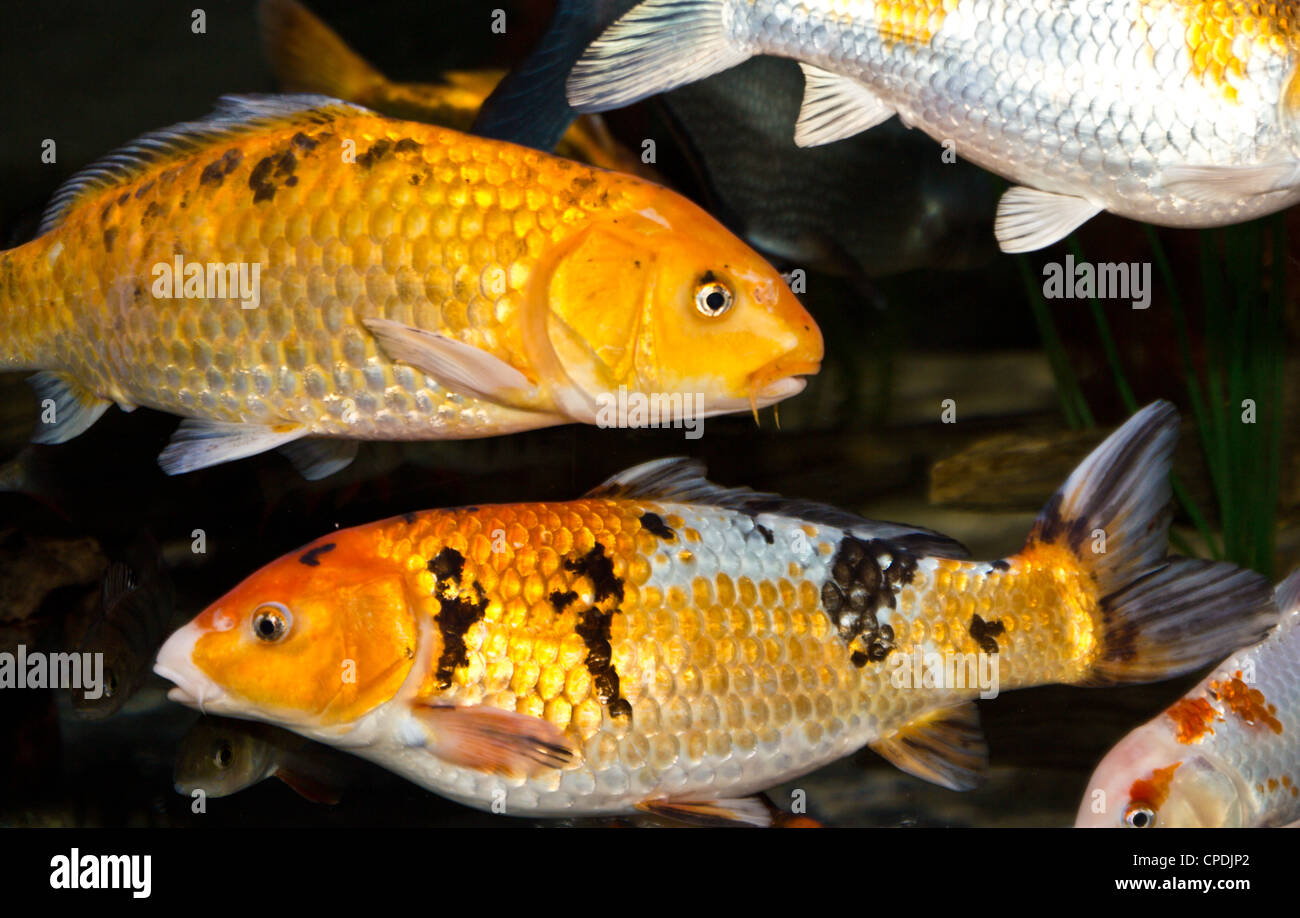 Koi and Carp Stock Photo Alamy