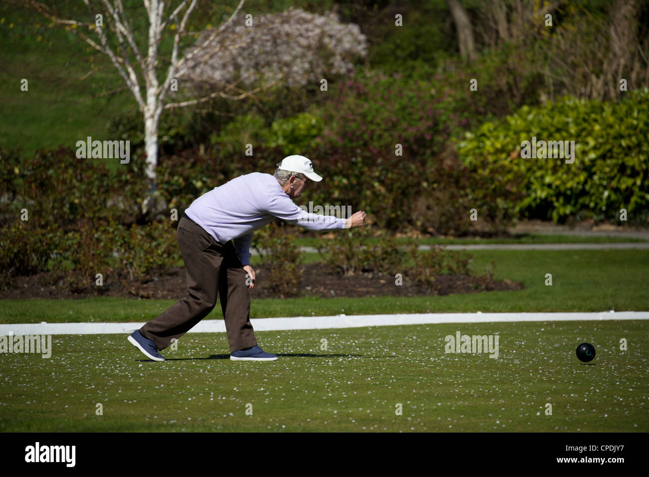 Man bowling a ball along a bowling green in Sheffield a popular sport in England Stock Photo