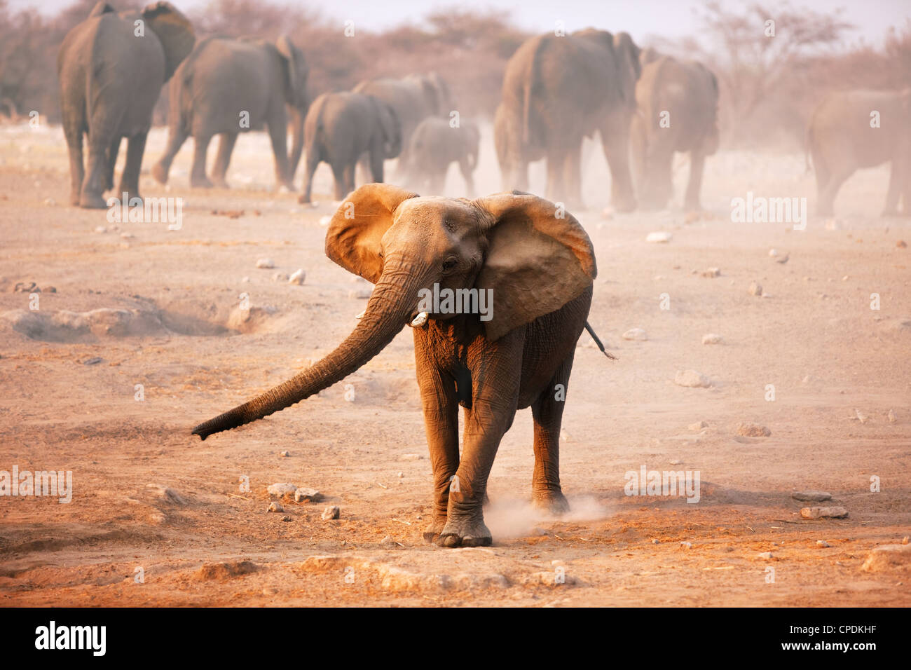 Young Elephant mock charging with herd walking away in background Stock Photo