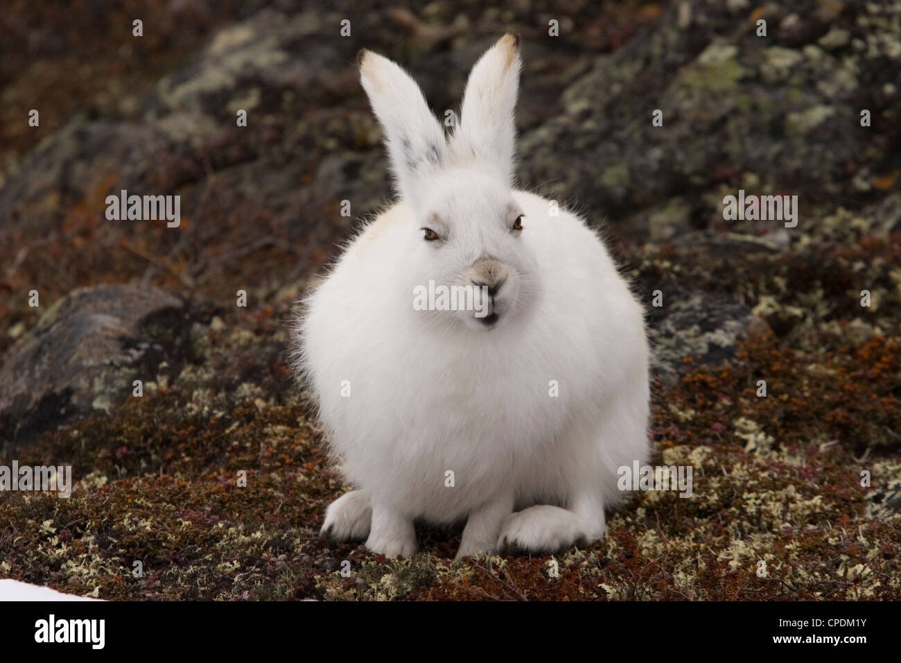 rabbit arctic hare bunny snow white rabbit hop Stock Photo