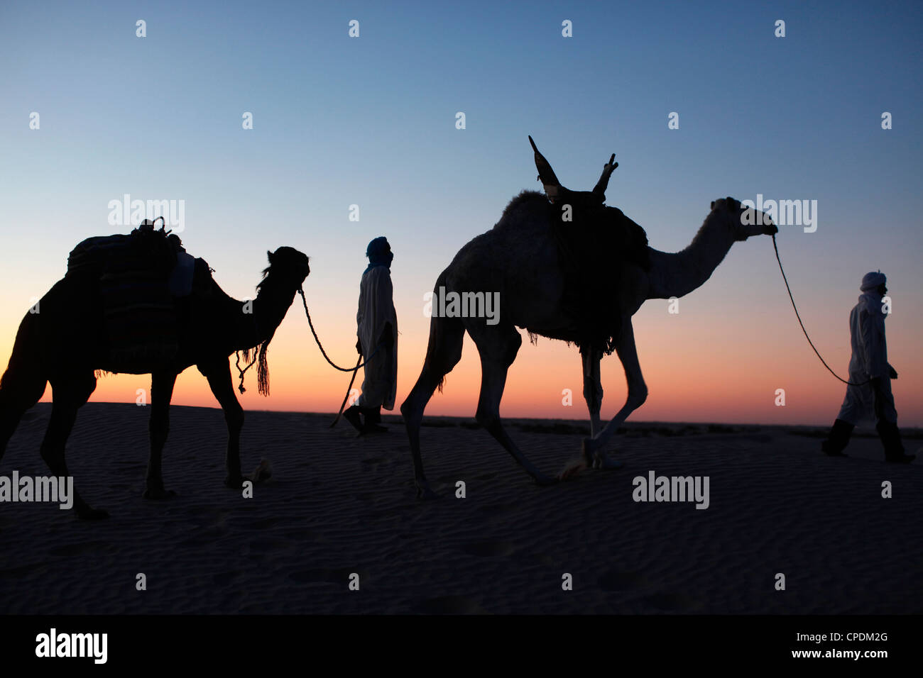 Camel drivers at dusk in the Sahara desert, near Douz, Kebili, Tunisia, North Africa, Africa Stock Photo
