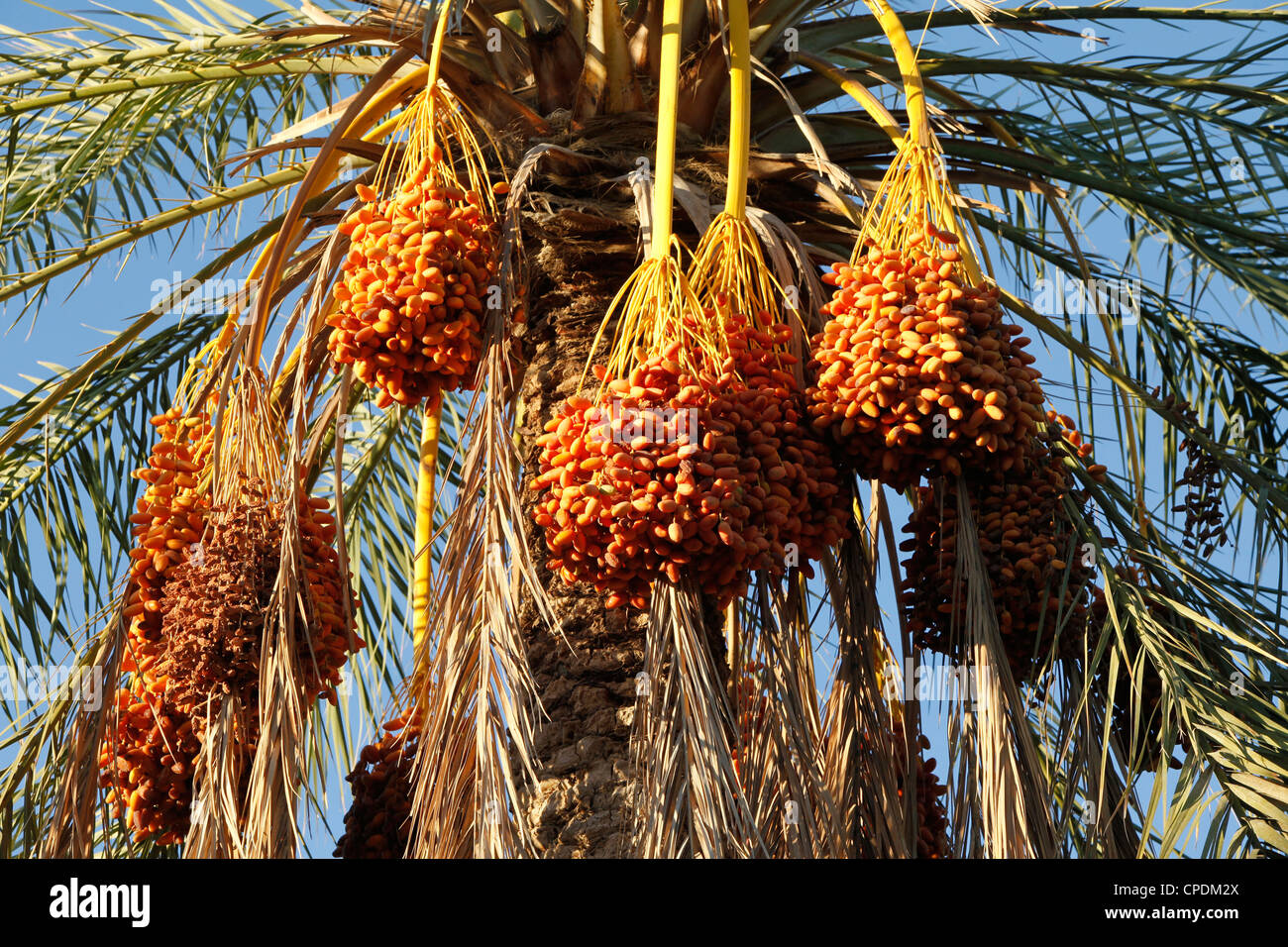 Date palms, Douz, Kebili, Tunisia, North Africa, Africa Stock Photo