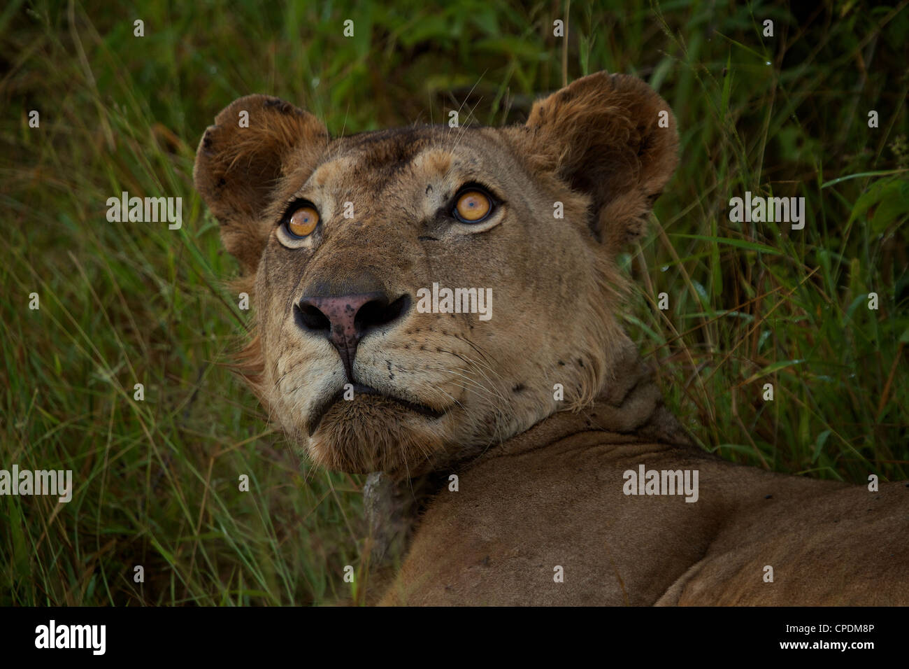 African Lion Panthera leo  in Mikumi Game reserve . Southern Tanzania. Stock Photo