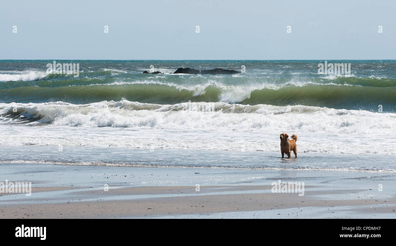 Golden Retriever dog standing in the surf at Wembury with waves crashing in behind, South Devon, UK Stock Photo
