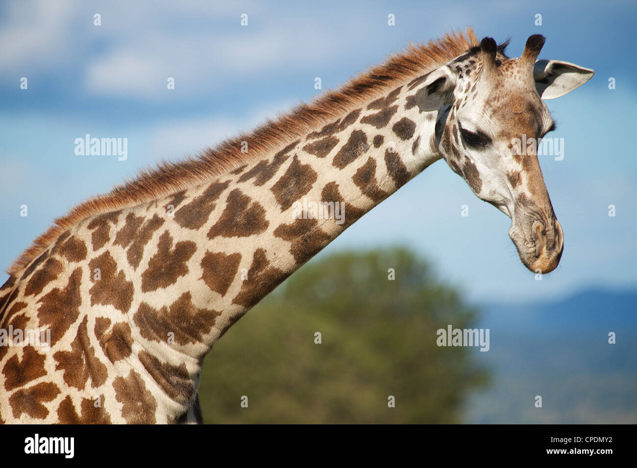 Giraffe Giraffa camelopardalis in Mikumi Game reserve . Southern Tanzania. Africa Stock Photo