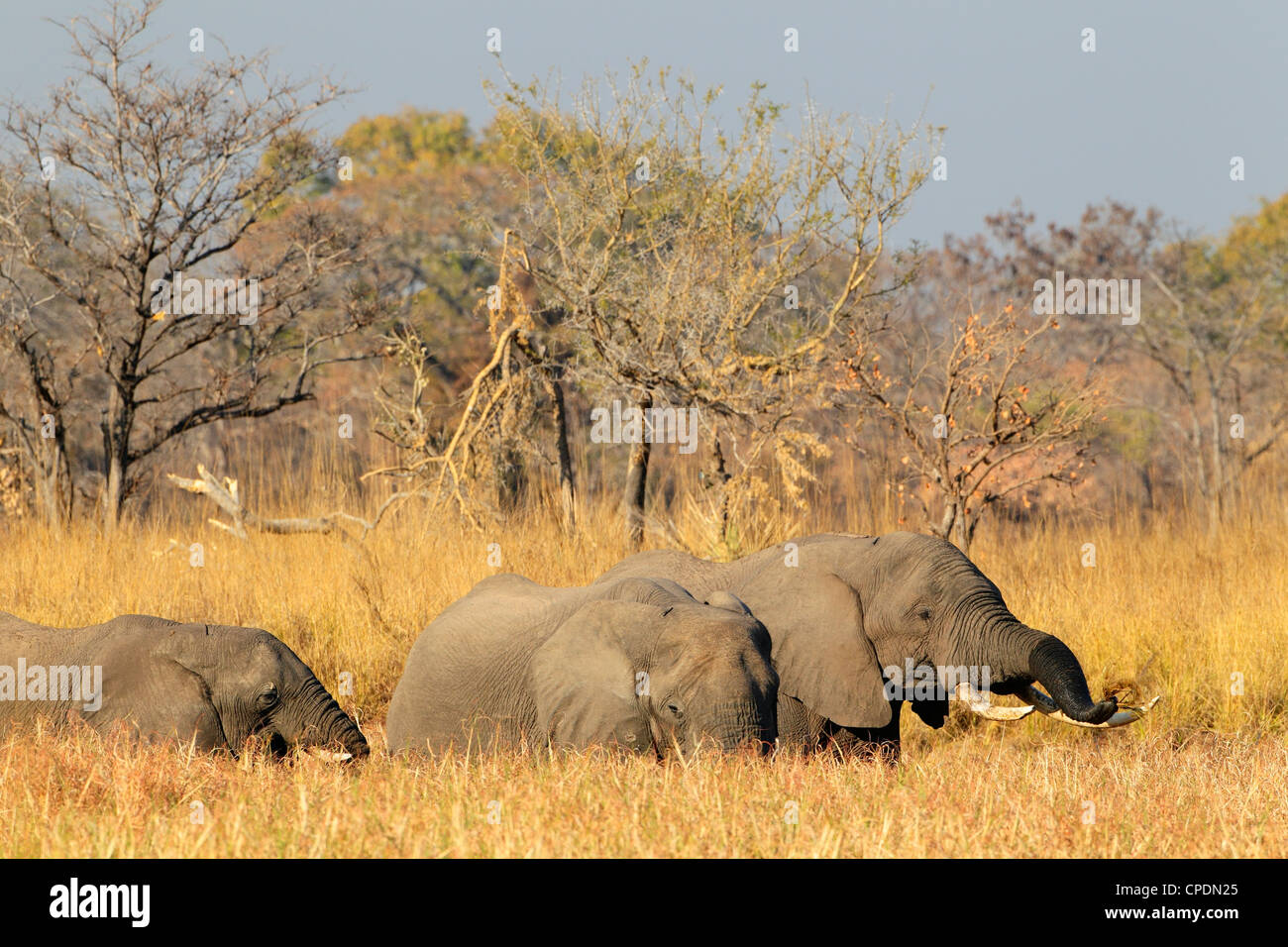 African Elephant (Loxodonta africana) in Mumbuluma, Kafue National Park, Southern Province, Zambia Stock Photo
