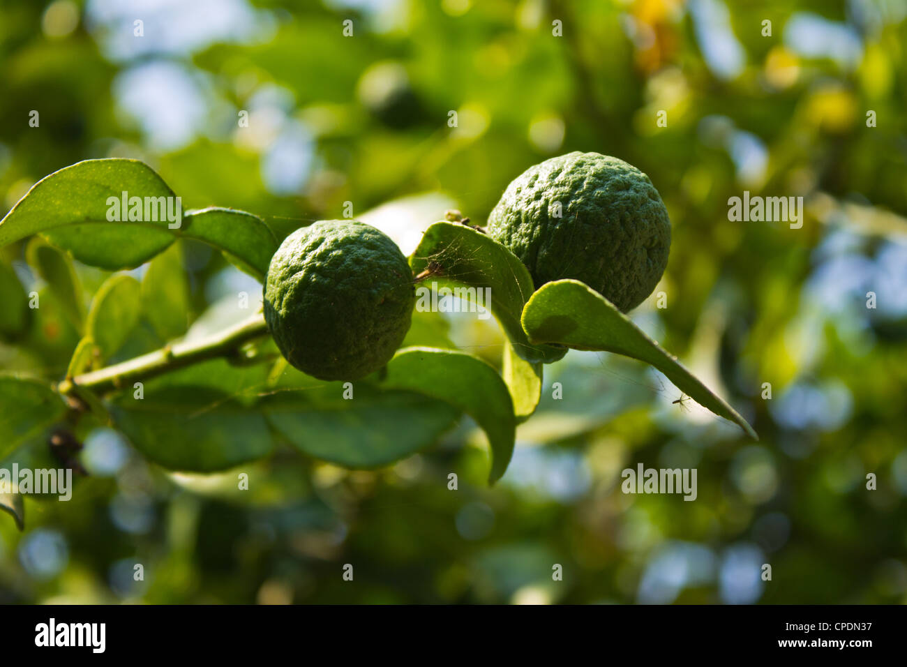 Kaffir lime fruits hi-res stock photography and images - Alamy