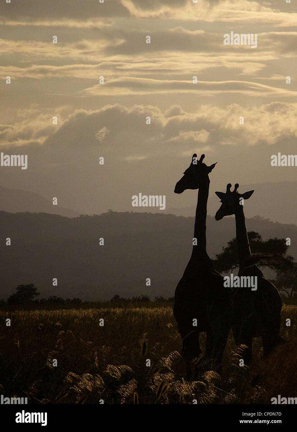 Giraffe Giraffa camelopardalis in Mikumi Game reserve . Southern Tanzania. Africa Stock Photo