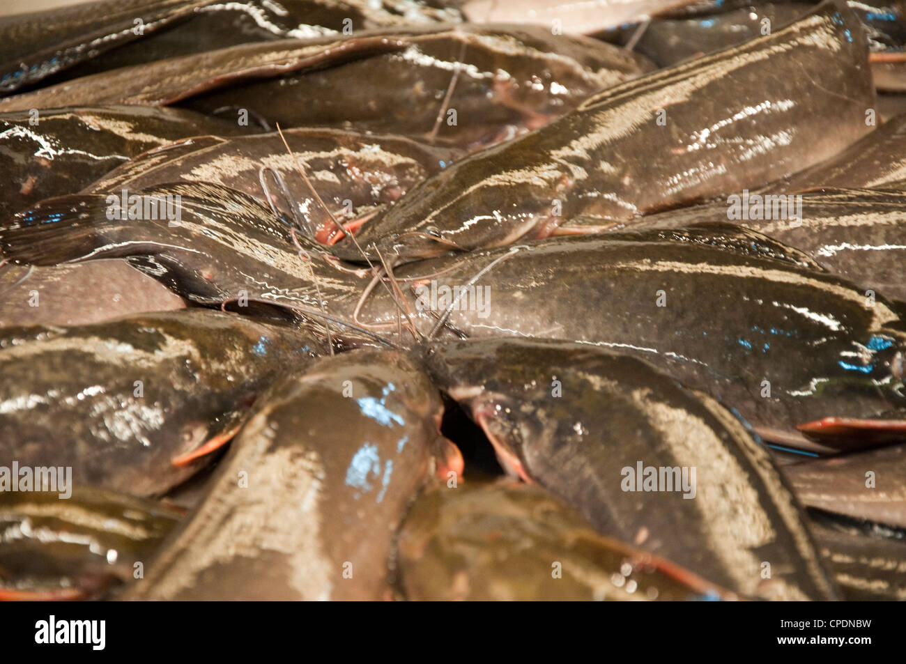 Dead catfish in a Thailand market Stock Photo Alamy