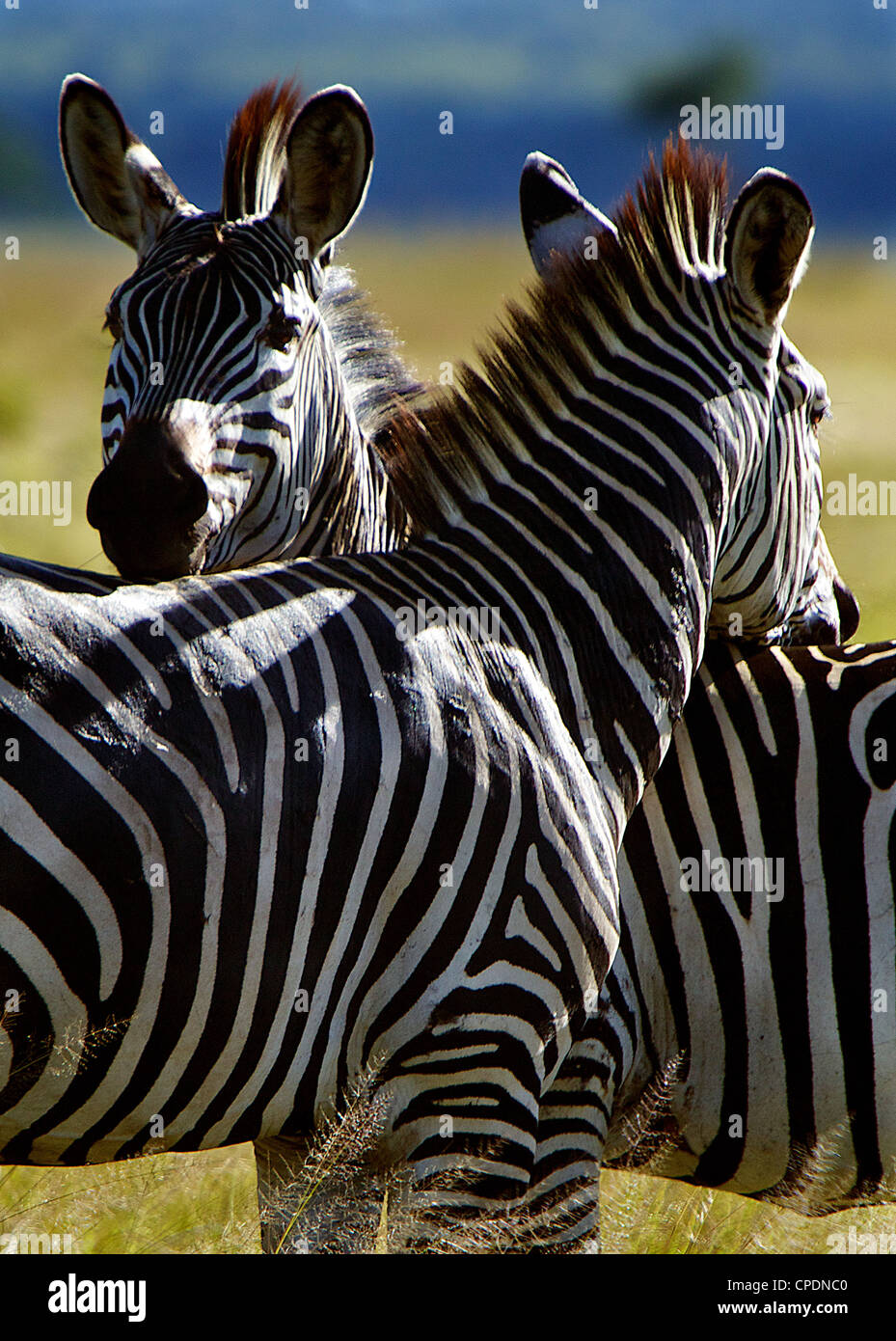 Zebra Equus quagga Mikumi national park.Tanzania Africa. Stock Photo