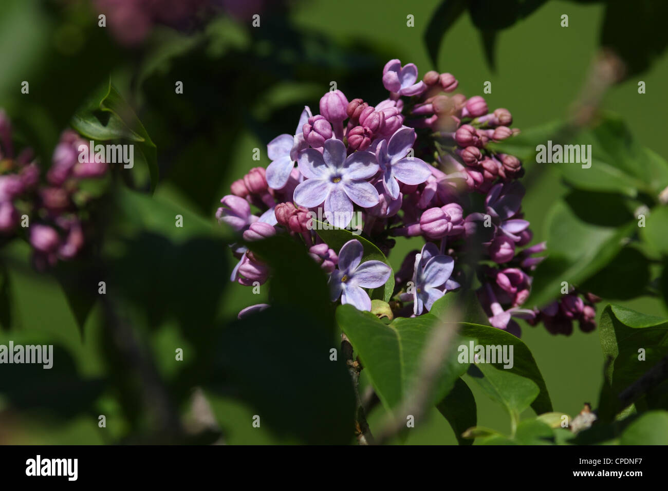 Spring ottawa hires stock photography and images Alamy