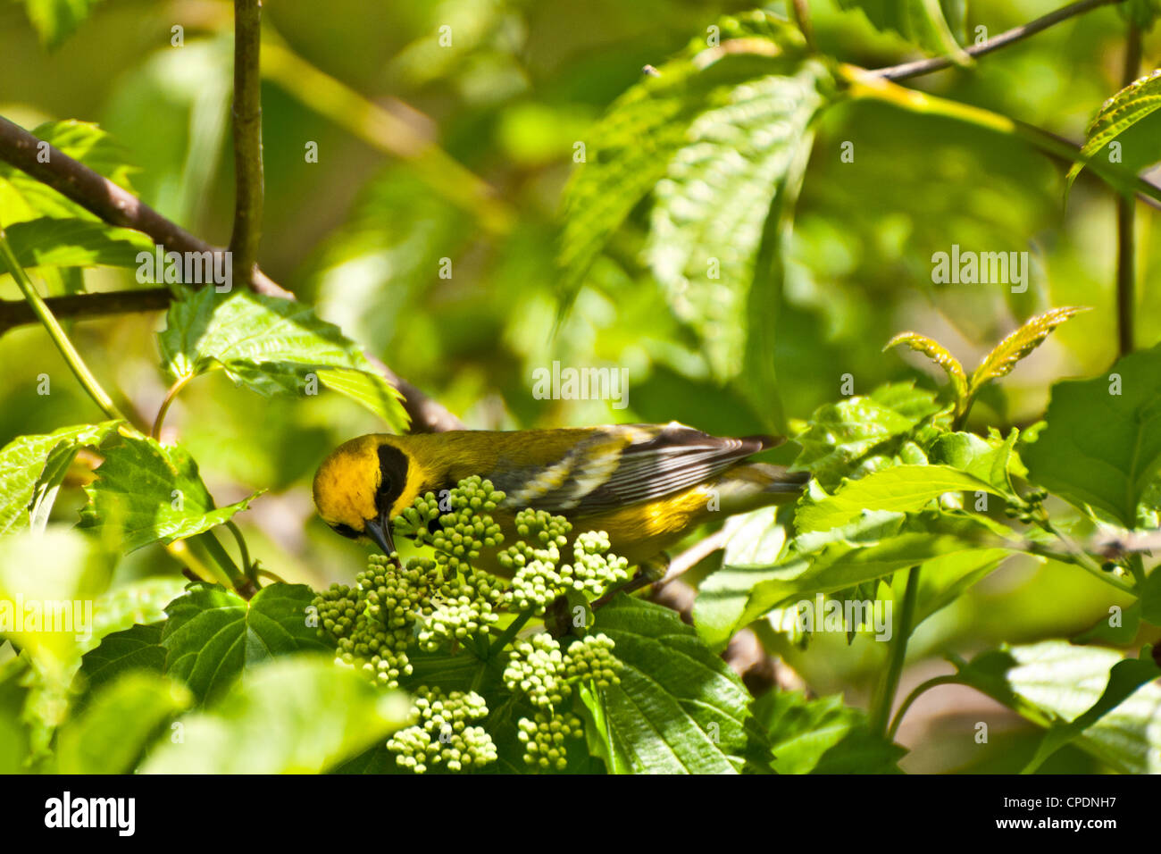 Lawrence's Warbler (Vermivora Pinus x Chrysoptera) Stock Photo