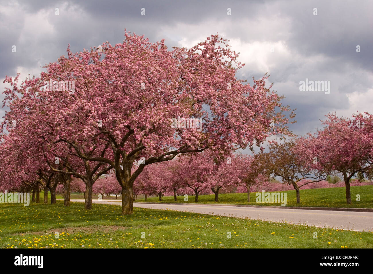 Crab apple trees hires stock photography and images Alamy