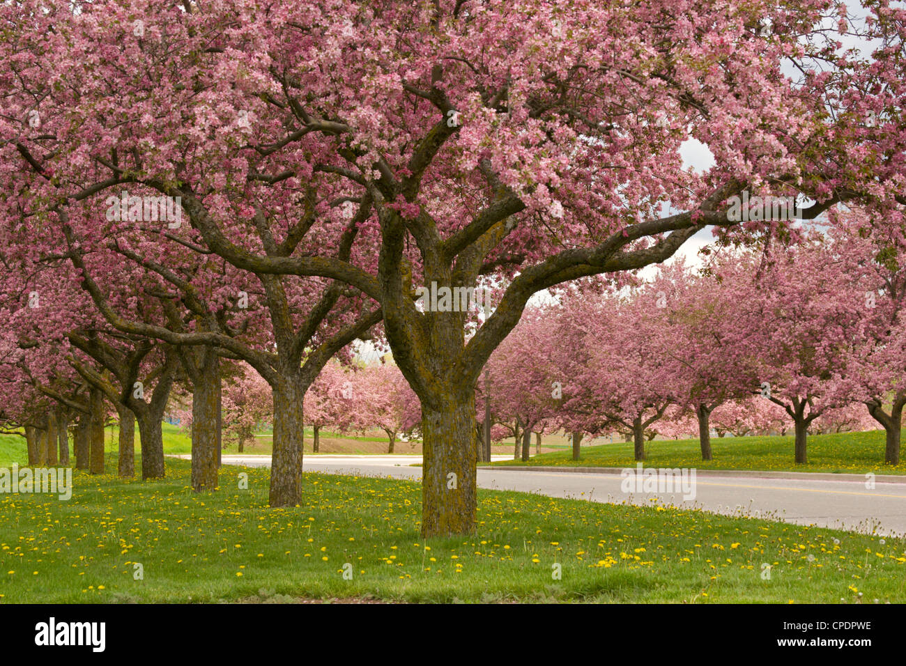 Crab Apple Blossoms Trees Lane Colorful Pink Flowers Spring Stock Photo Alamy