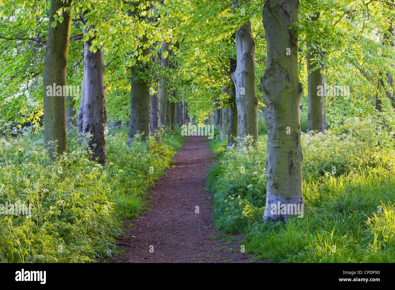 An avenue of trees in Baysgarth Park, North Lincolnshire, in spring Stock Photo
