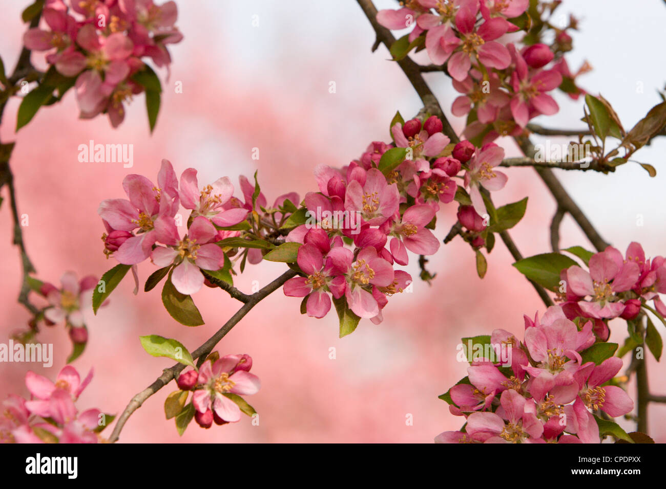 crab apple blossoms trees lane colorful pink flowers spring Stock Photo