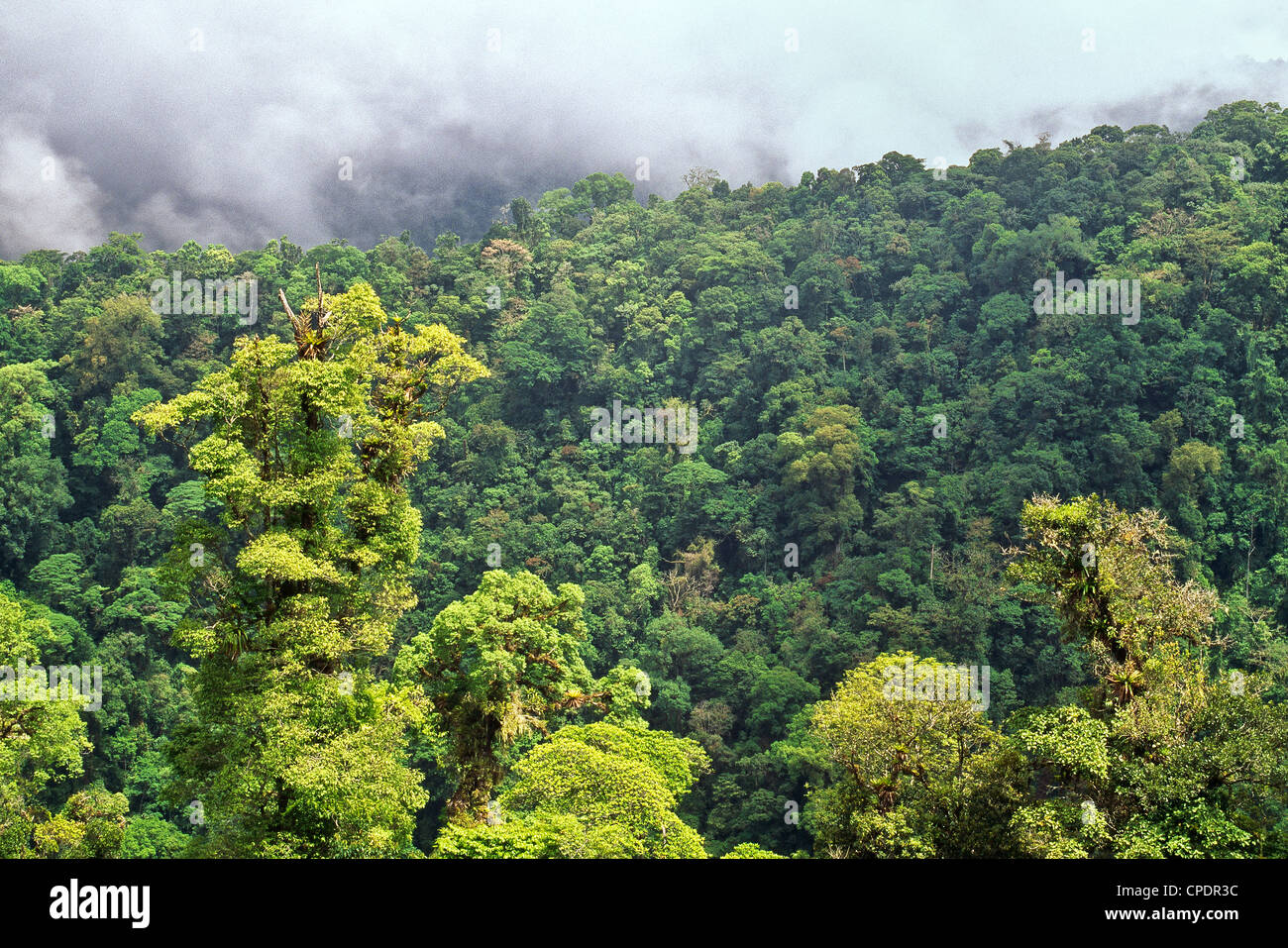 Cloud Forest Reserve, Monteverde. Stock Photo