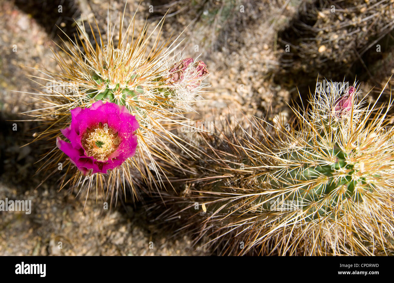 A flowering cactus close up Stock Photo