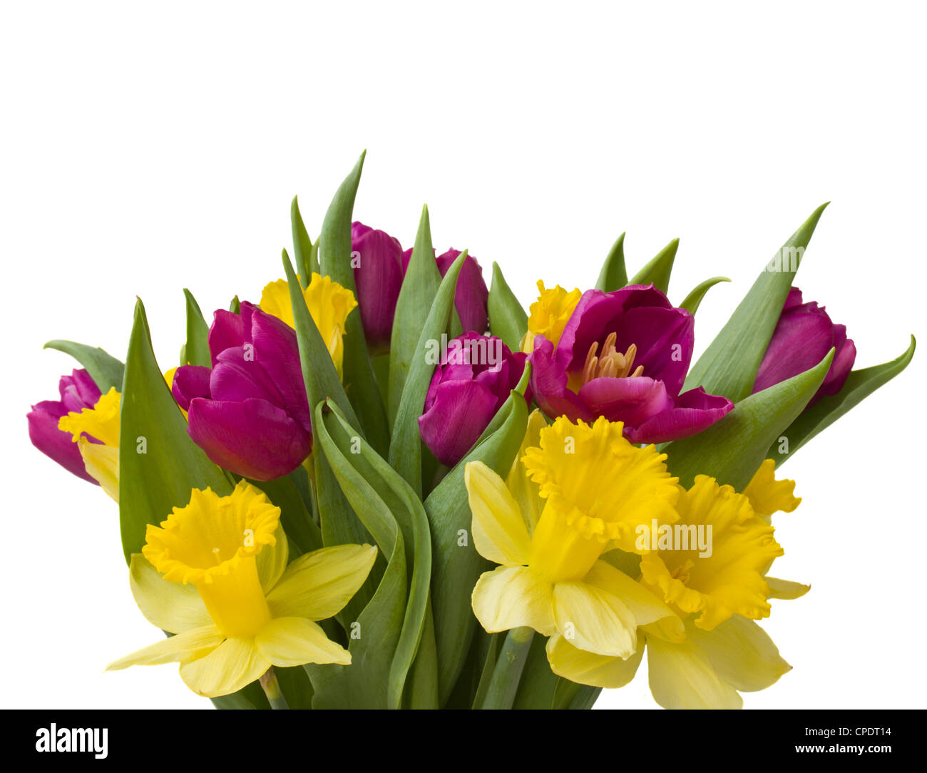 bouquet of tulips and daffodils isolated on white background Stock ...