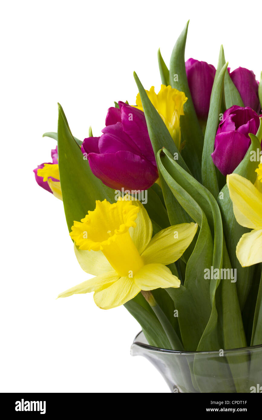 bouquet-of-purple-tulips-and-yellow-daffodils-stock-photo-alamy