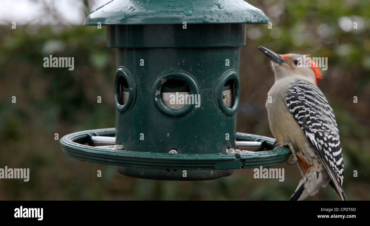 Red Tufted Pileated Woodpecker Sitting On A Bird Feeder In A