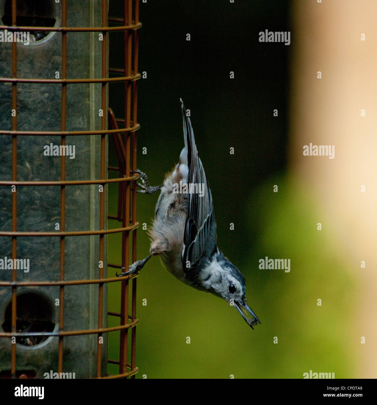 Woodland Bird sitting on a bird feeder in a backyard Stock Photo Alamy