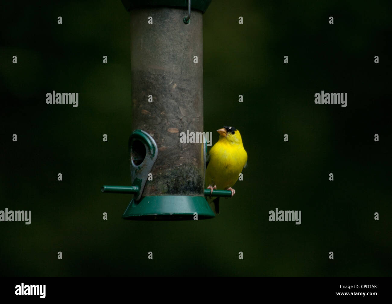 Woodland Bird sitting on a bird feeder in a backyard Stock Photo Alamy