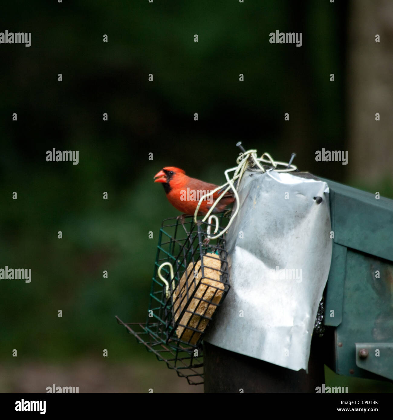 The Northern Cardinal Male Woodland Bird sitting on a bird feeder in a