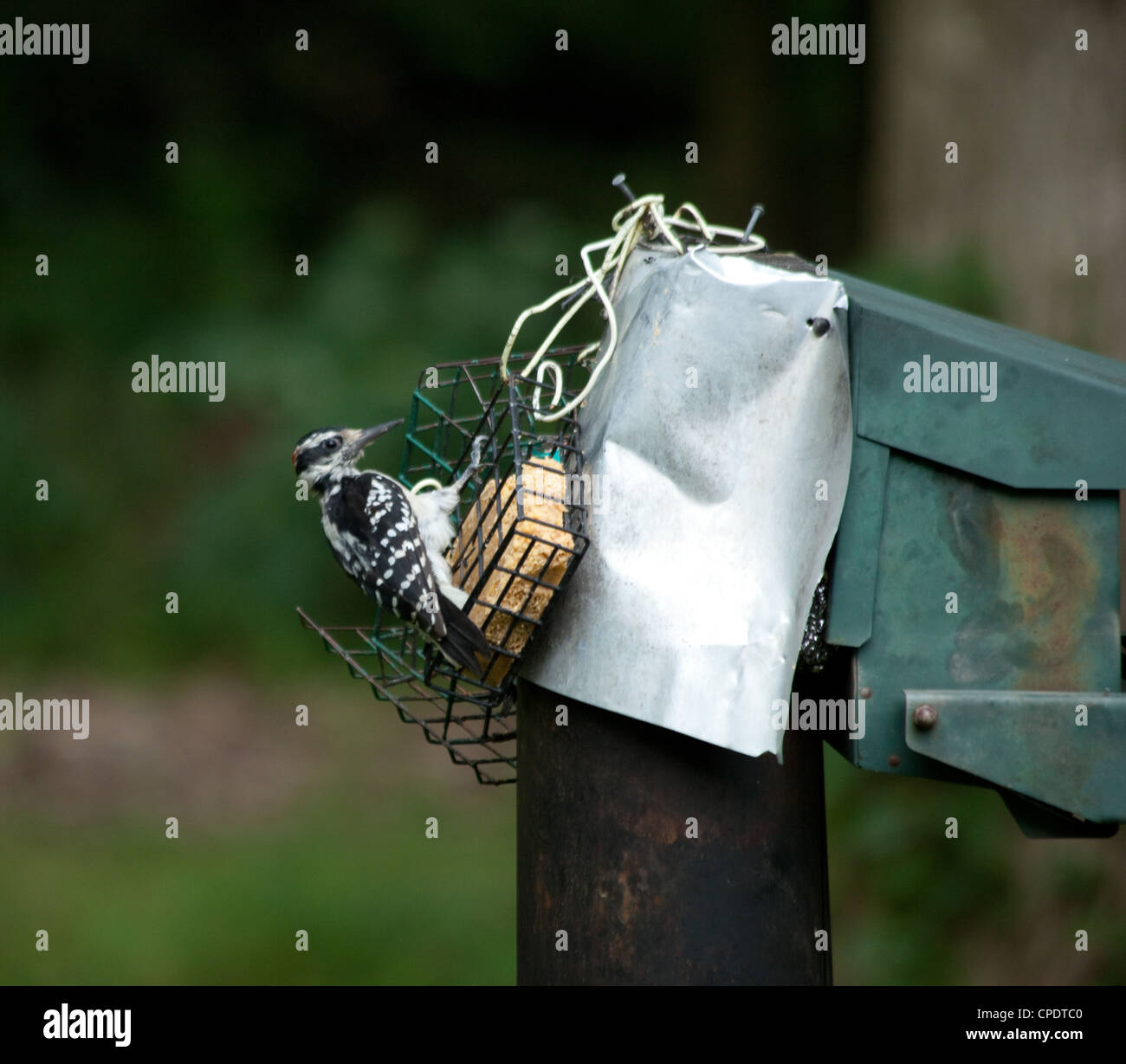 Red Tufted Pileated Woodpecker Sitting On A Bird Feeder In A
