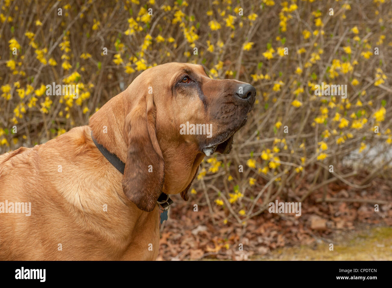 A pure bred Bloodhound in front of a Springtime Forsythia showing his ...