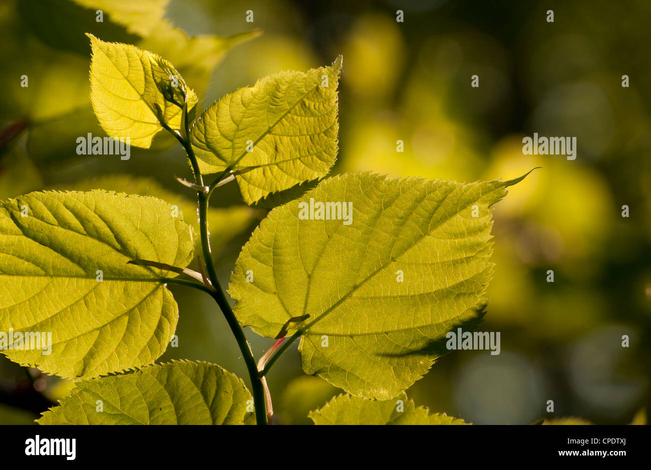 Nature leaves hi-res stock photography and images - Alamy