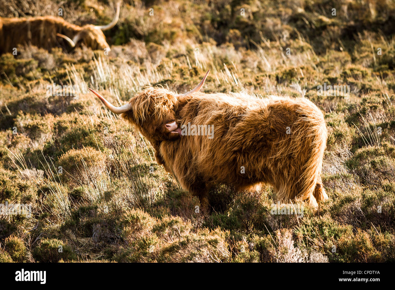 Highland Cattle having a scratch on the Isle of Skye, Scotland Stock Photo