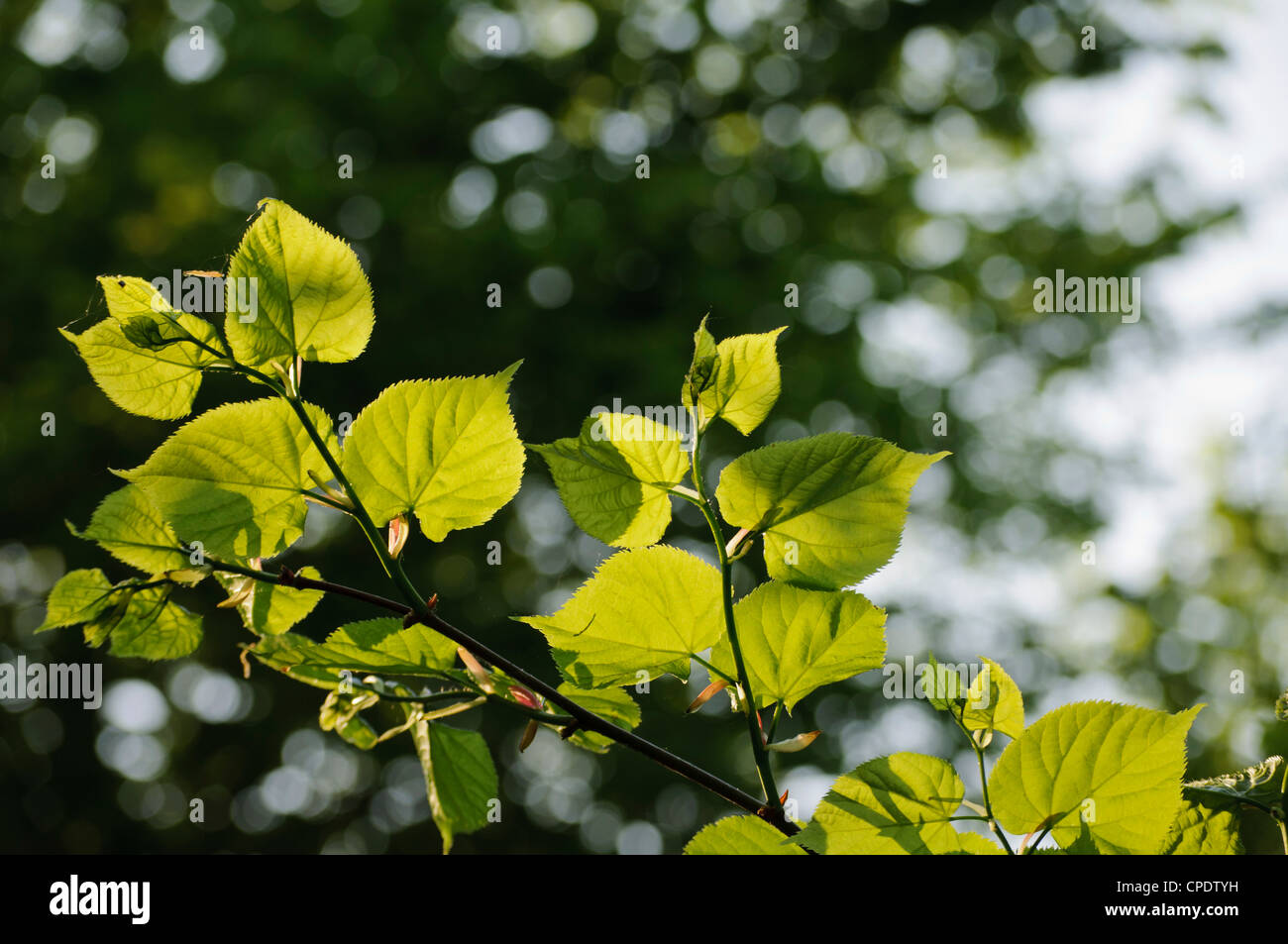 Leaves space hi-res stock photography and images - Alamy