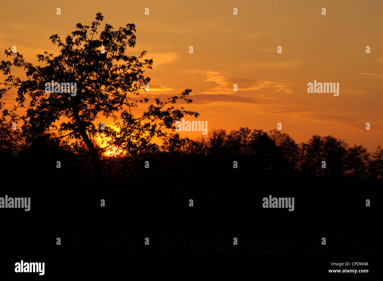 Tree silhouettes sunset on hill hi-res stock photography and images - Alamy