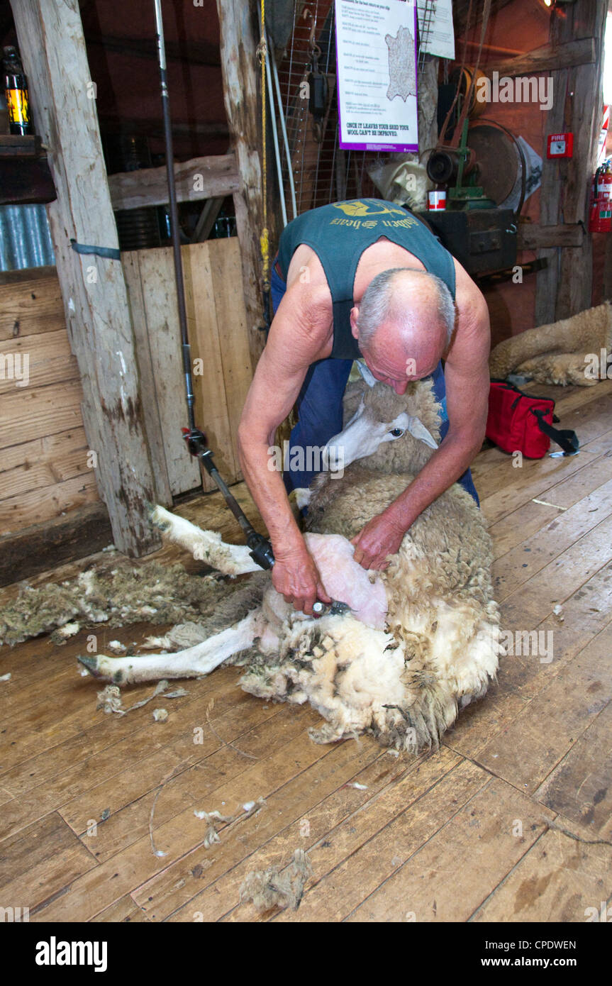 New Zealand North Island near Wellington, wool sheep shearing and
