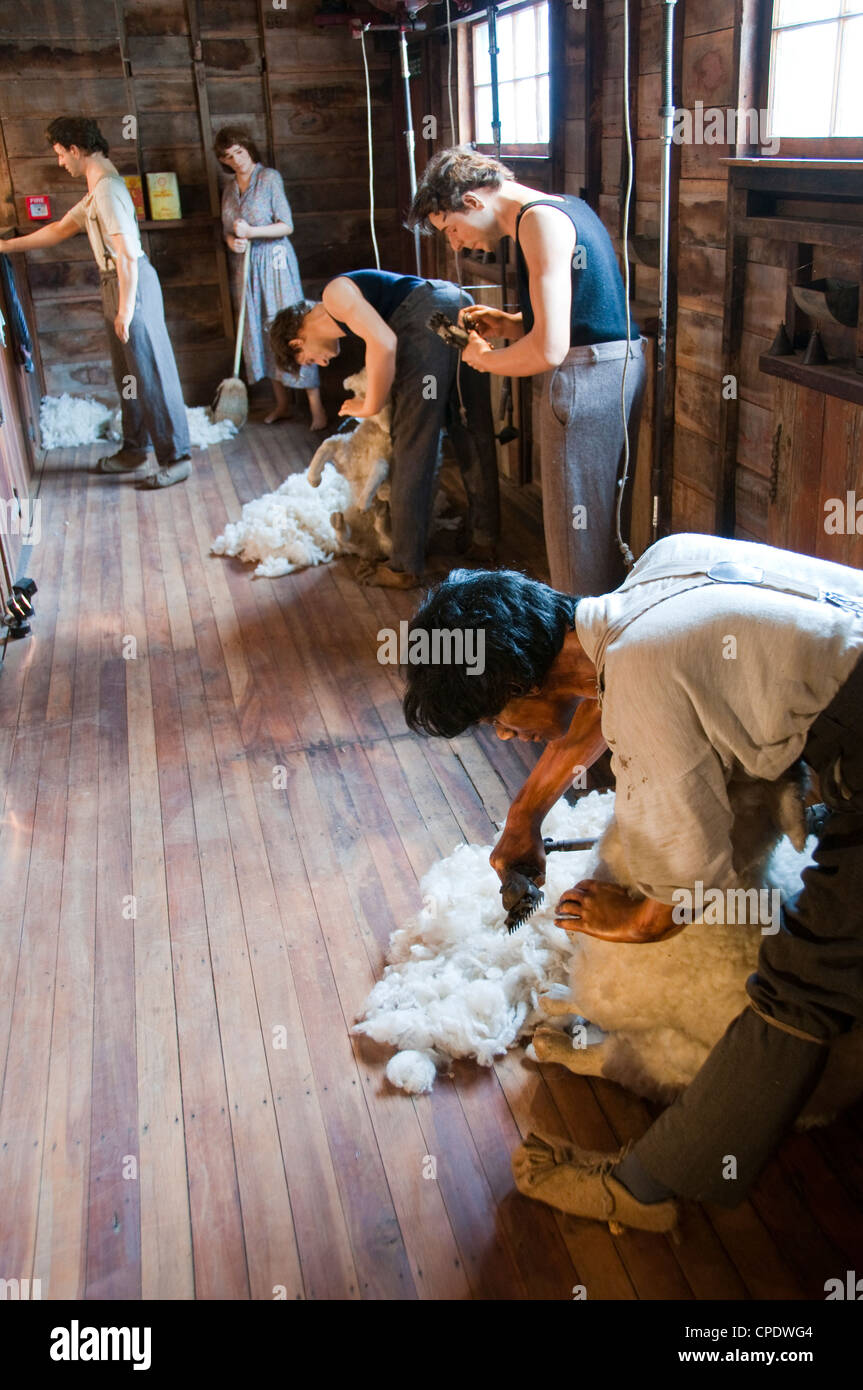 New Zealand North Island near Wellington, wool sheep shearing and