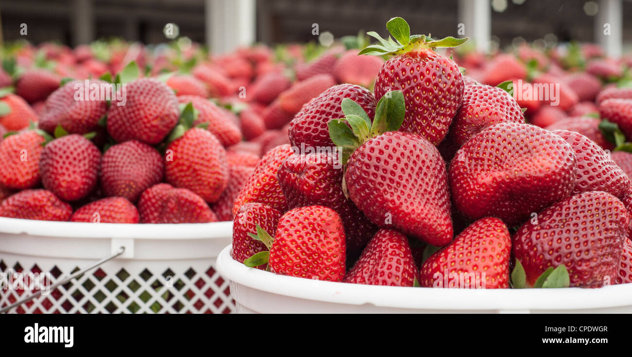 Containers of freshly picked strawberries from a local farm ready to go ...
