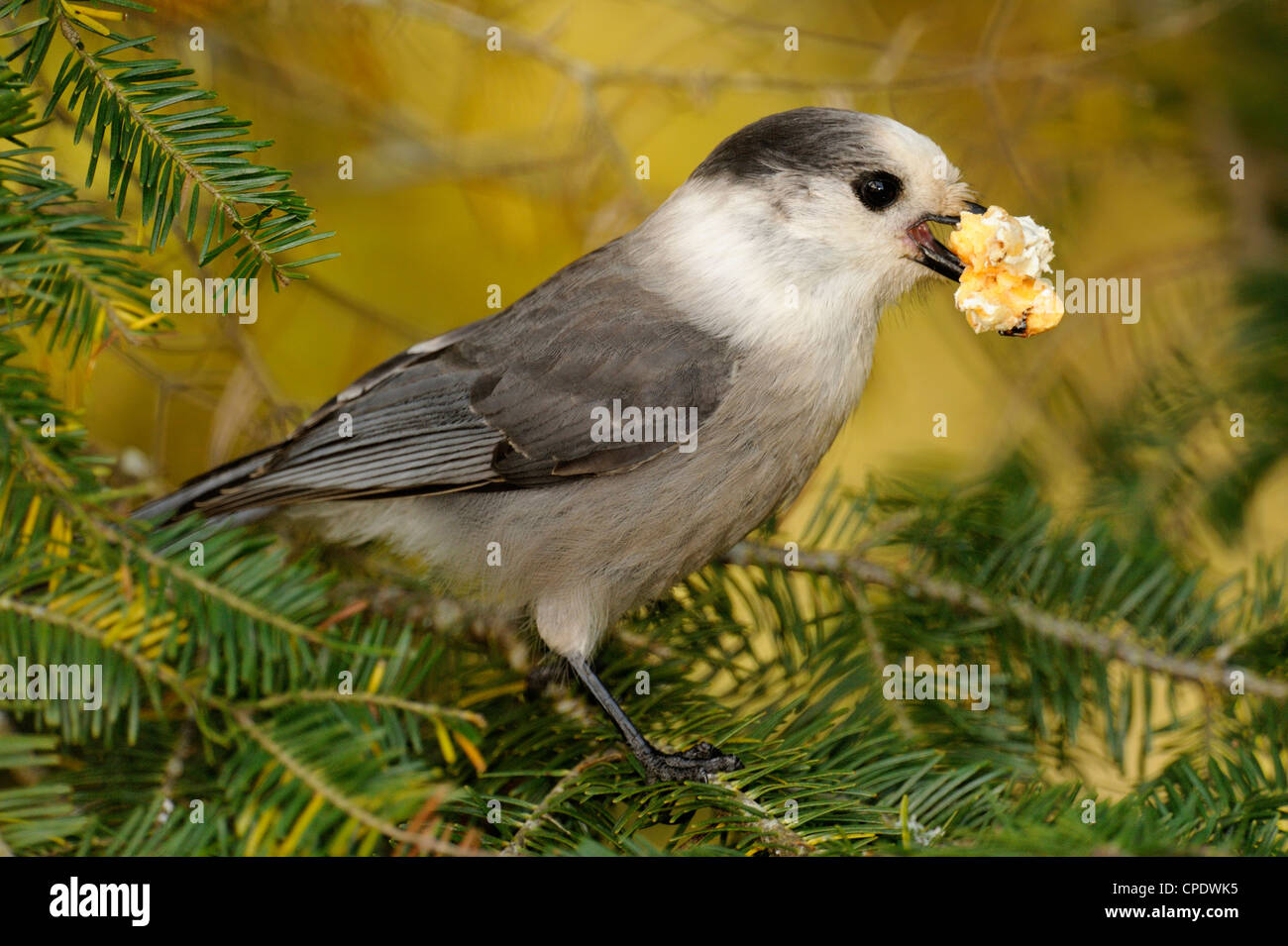 Canada Jay, Gray/Grey Jay, (Perisoreus canadensis), whiskey jack